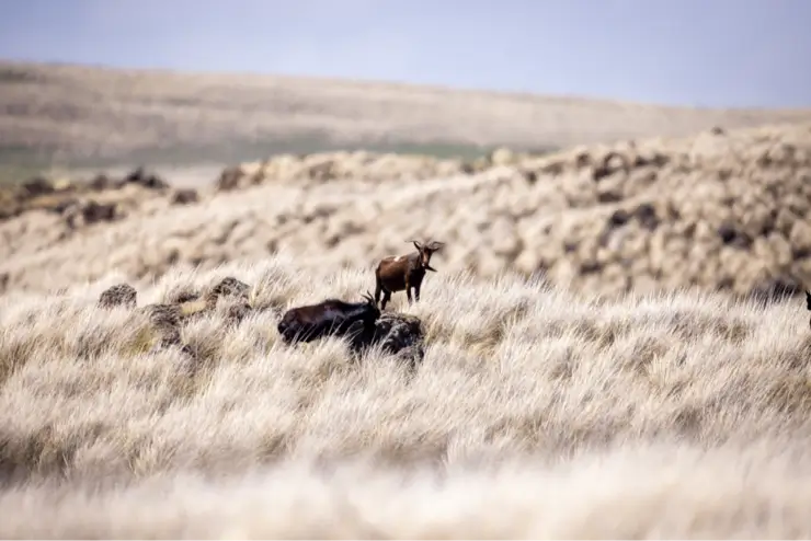 Why is Wildlife Disappearing?