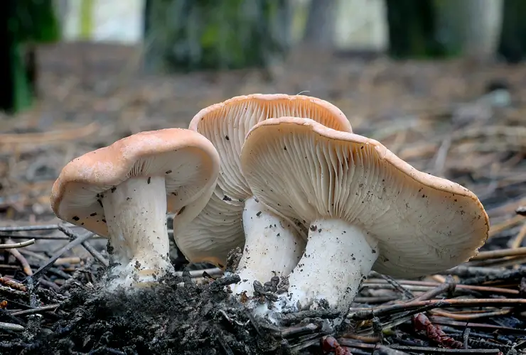 Health Benefits of Mushrooms